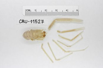 Media type: image;   Invertebrate Zoology CRU-11527 Description: Preserved specimen.;